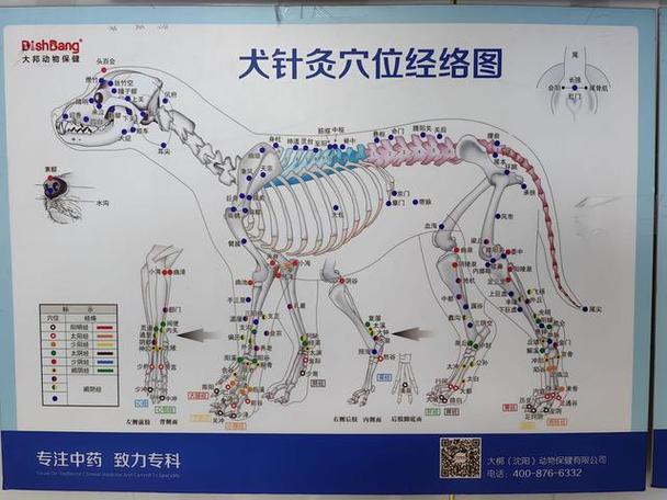 哈市穴位在什么位置