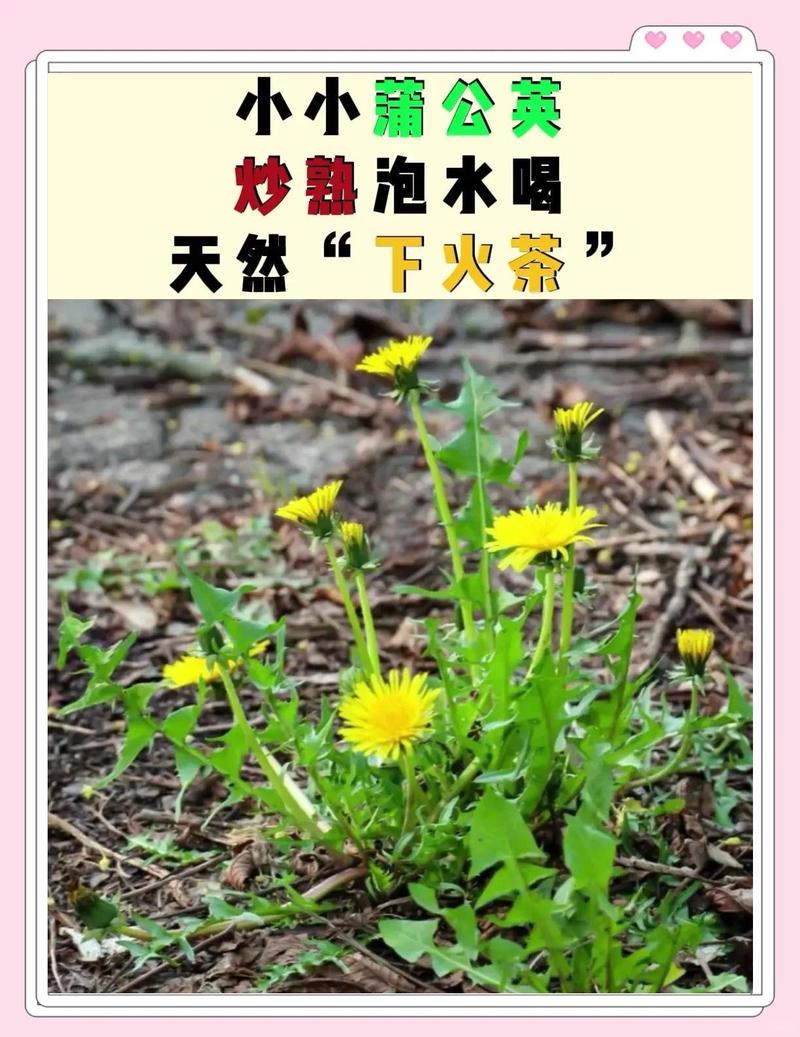 风湿可以喝蒲公英水吗