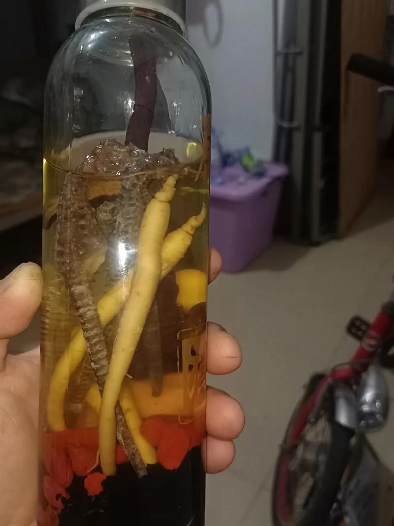 海马泡酒可以治风湿么