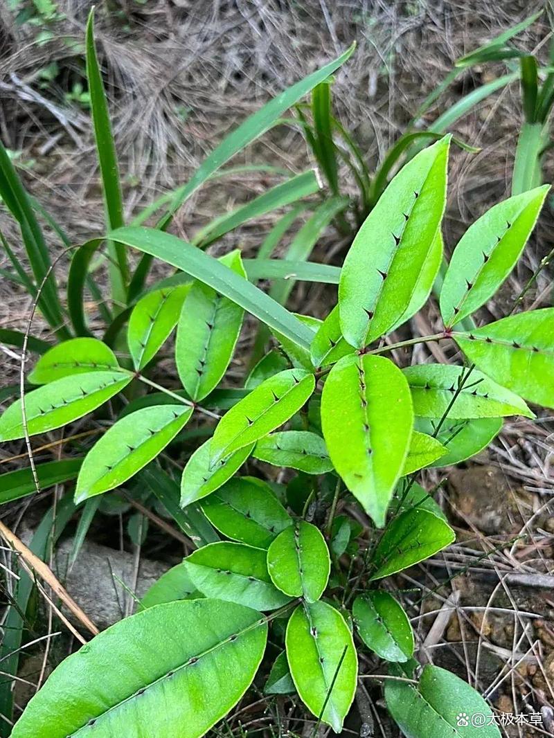 治风湿的草药什么最好