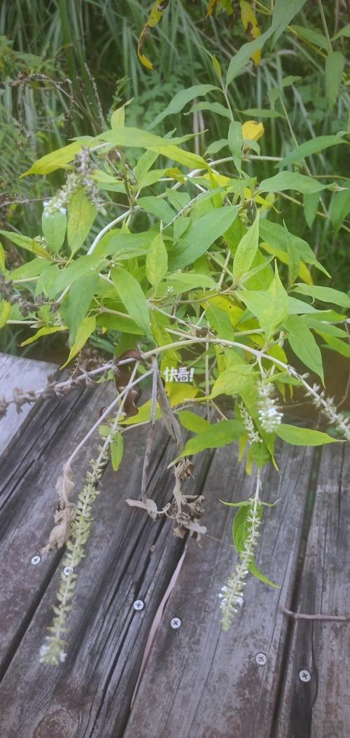 治风湿的草药什么最好