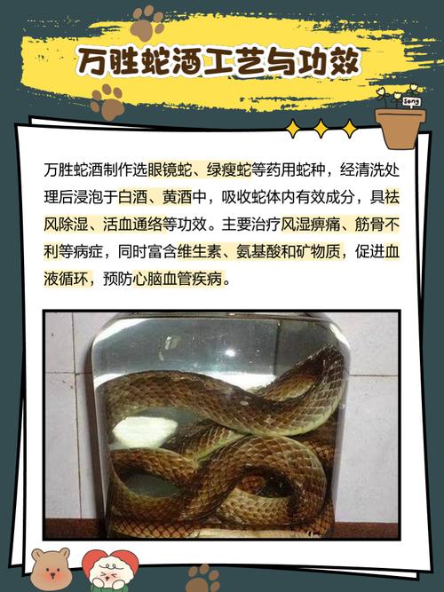 乌梢蛇泡酒能治风湿吗