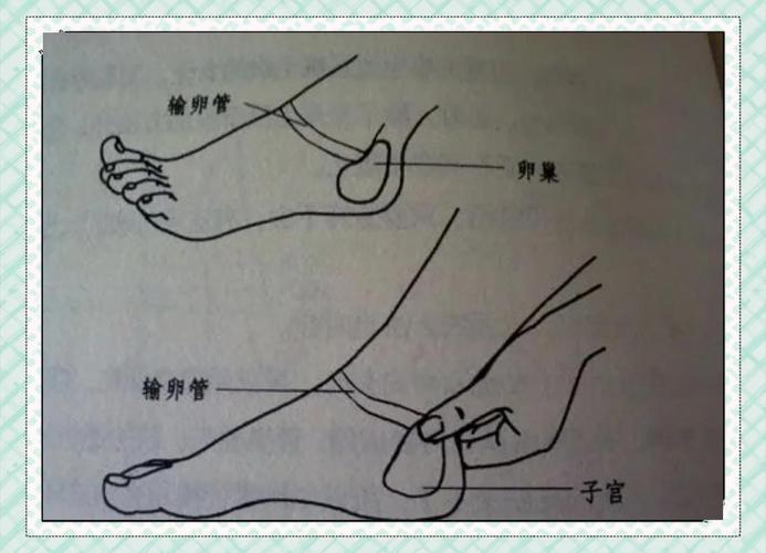 子宫 卵巢穴位按摩