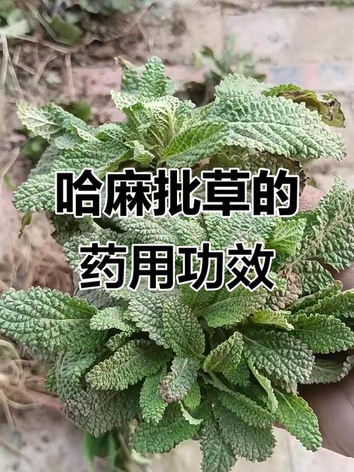 风湿麻木吃什么中草药