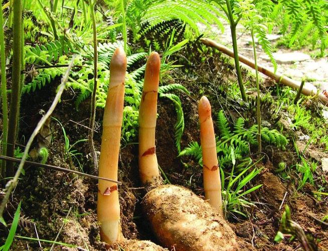 风湿麻木吃什么中草药