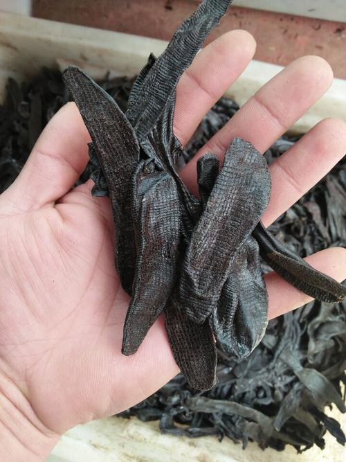 水蛭粉治好了我的脑梗