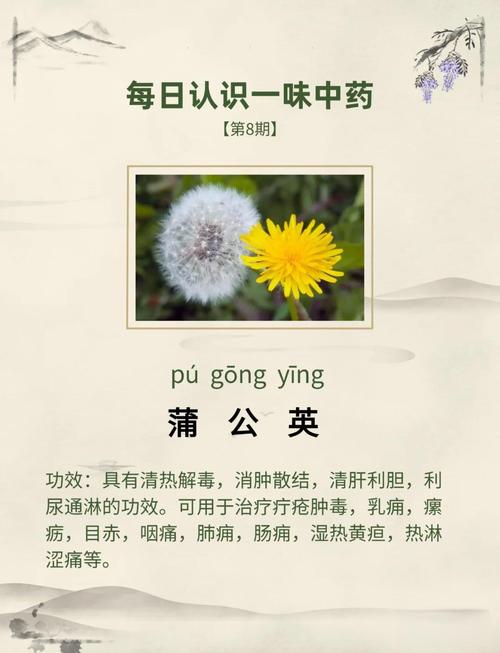 类风湿可以吃蒲公英吗