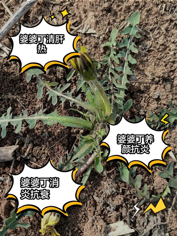 类风湿可以吃蒲公英吗