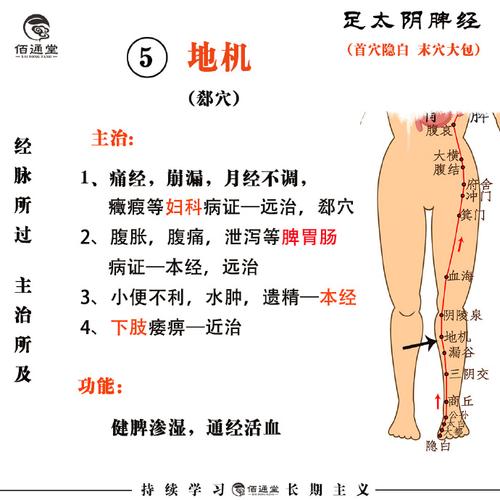 人体穴位地机管啥病