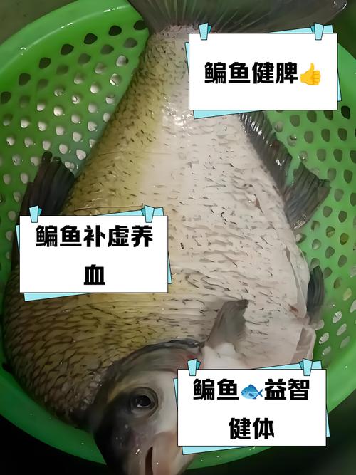 风湿吃中药可以吃鱼吗