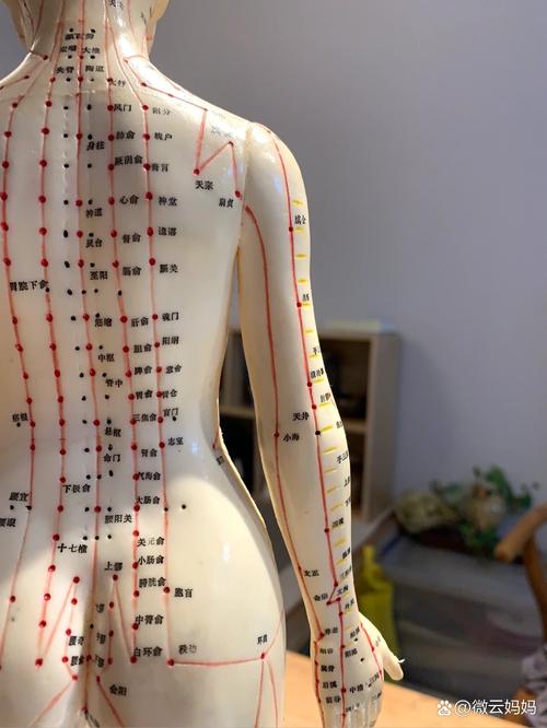 人体穴位背面图男性