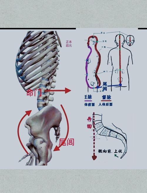 胯骨哪里是什么穴位