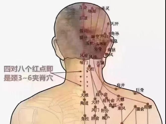 人体脖子周围穴位图
