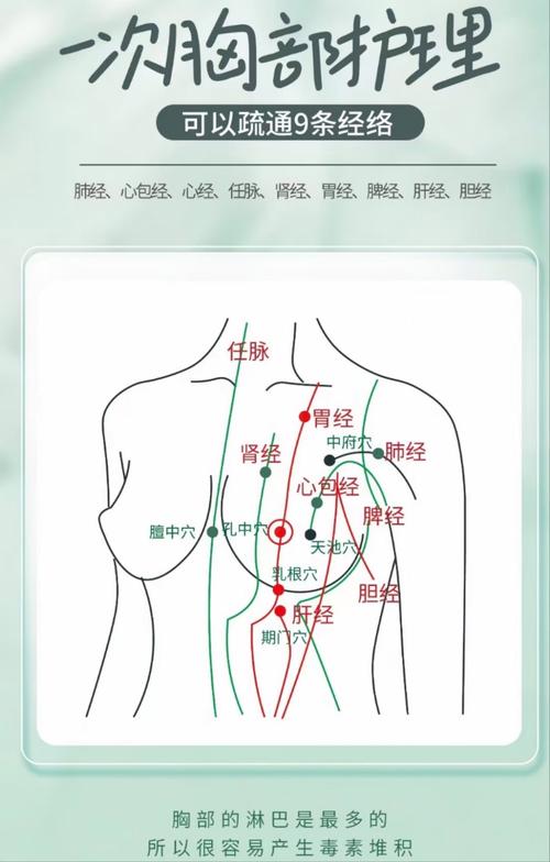 乳房穴位分布距离图