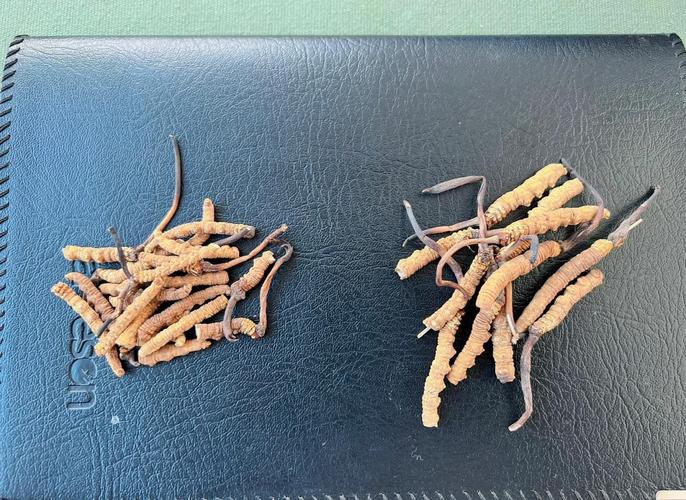 泰国纯中药风湿断根草