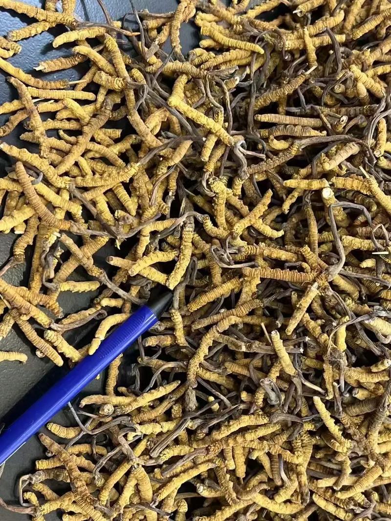 泰国纯中药风湿断根草