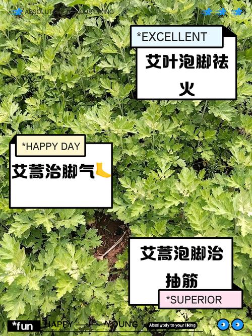 艾蒿怎么用能治疗风湿