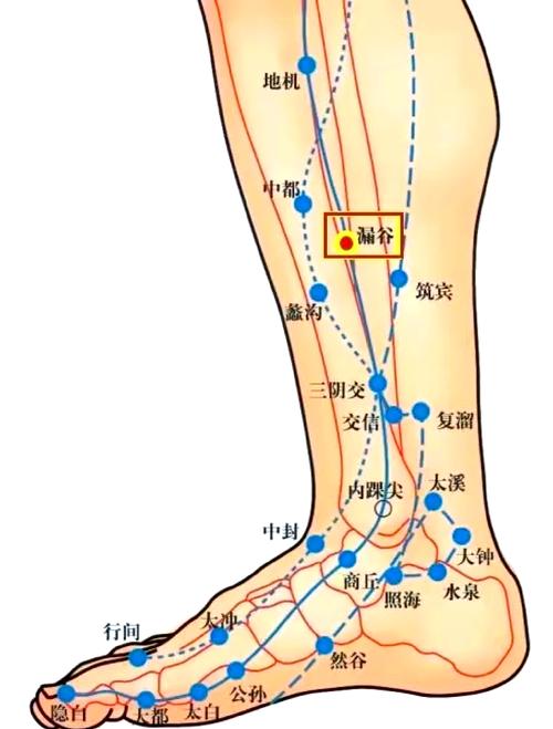 大腿根部穴位叫什么