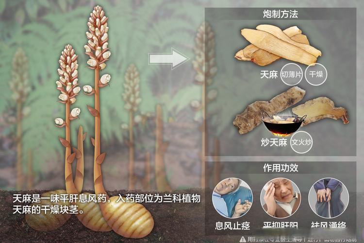 天麻可以治疗类风湿吗