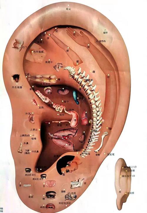 穴位按摩治疗耳石症