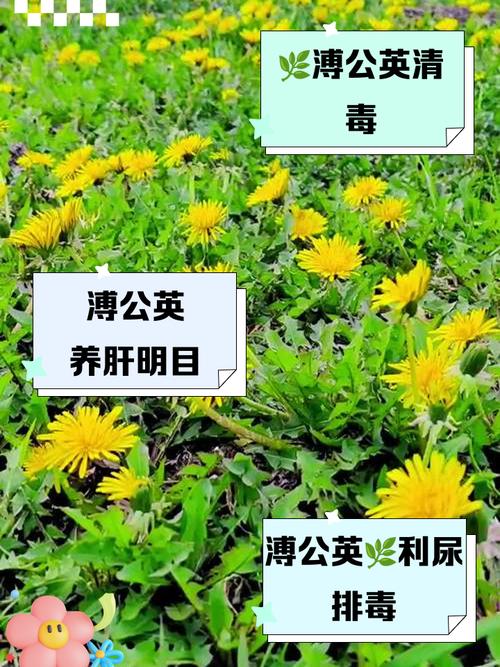 风湿老人能喝蒲公英吗