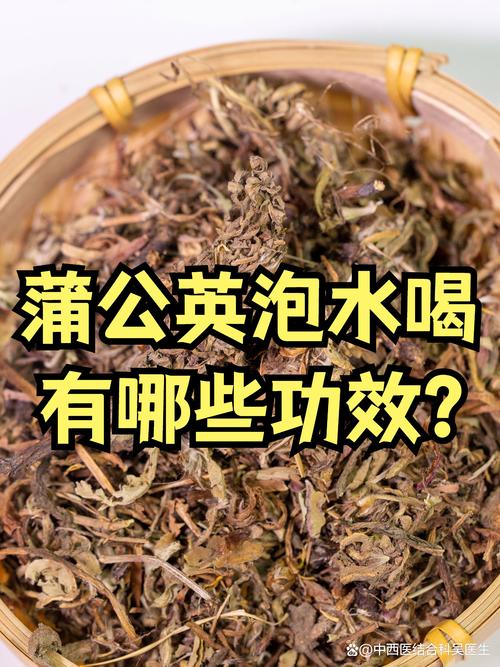 风湿老人能喝蒲公英吗