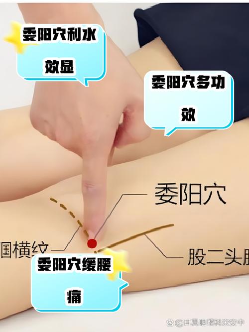 刺激阴茎延长的穴位