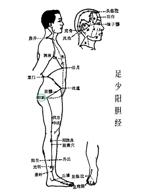 人体胯部有什么穴位