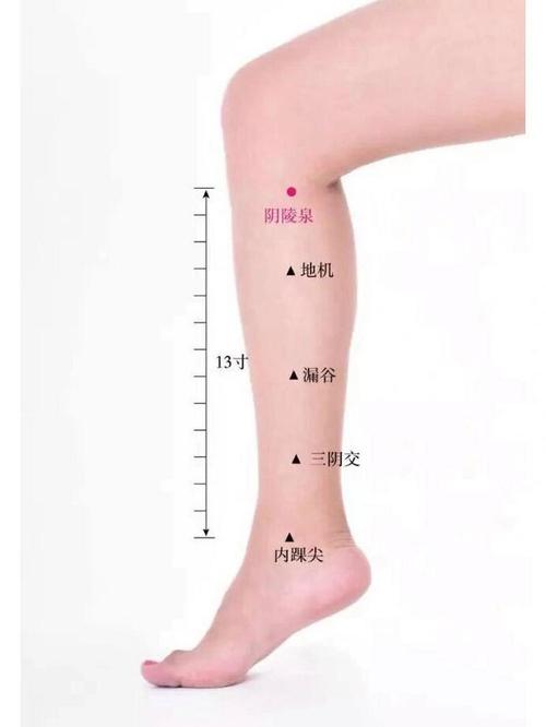 小腿前面有那个穴位
