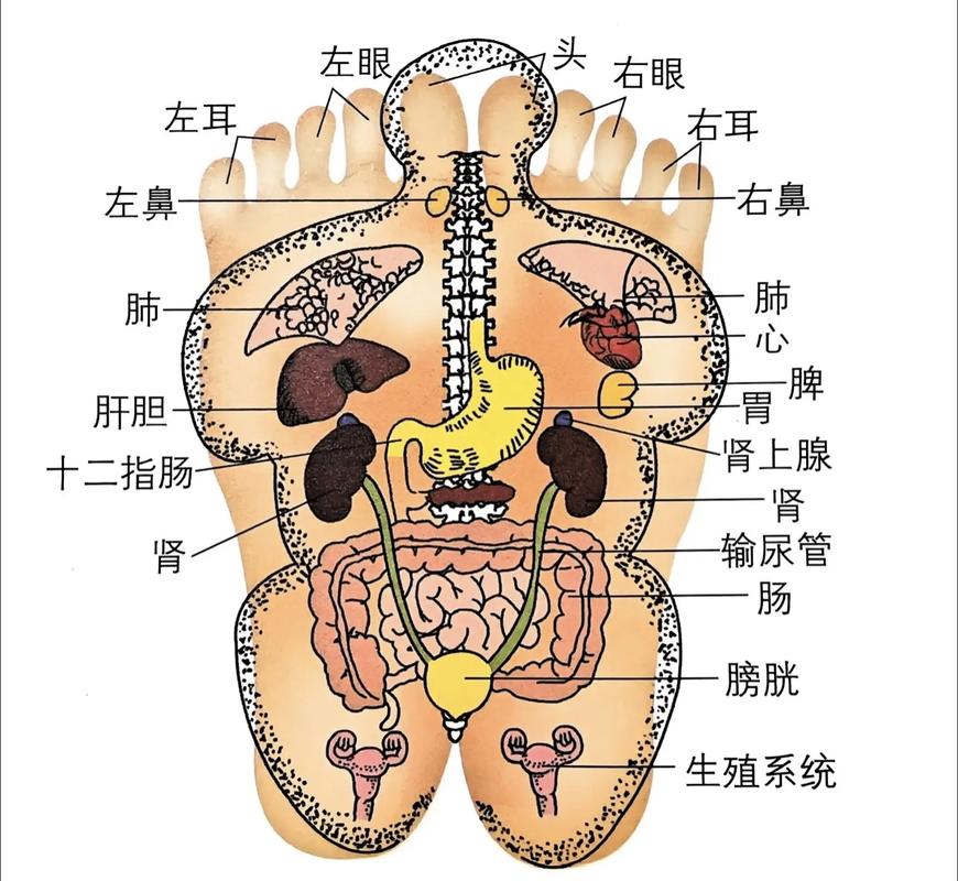 肝对应脚底什么穴位