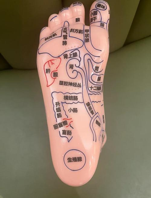 脚底穴位按摩shi
