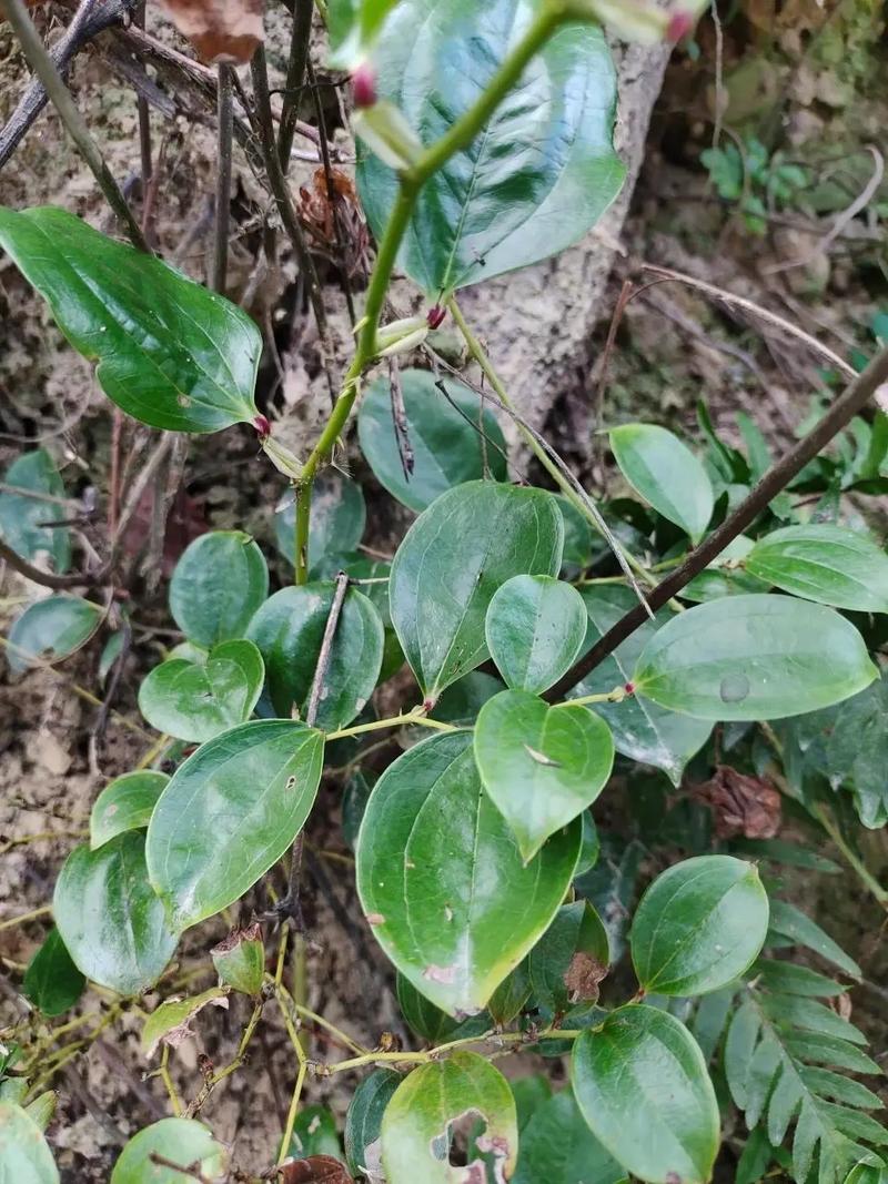 什么草药治风湿效果好