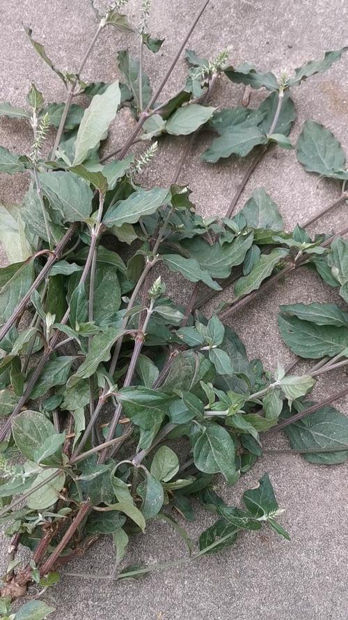 各种风湿痛风草药图片