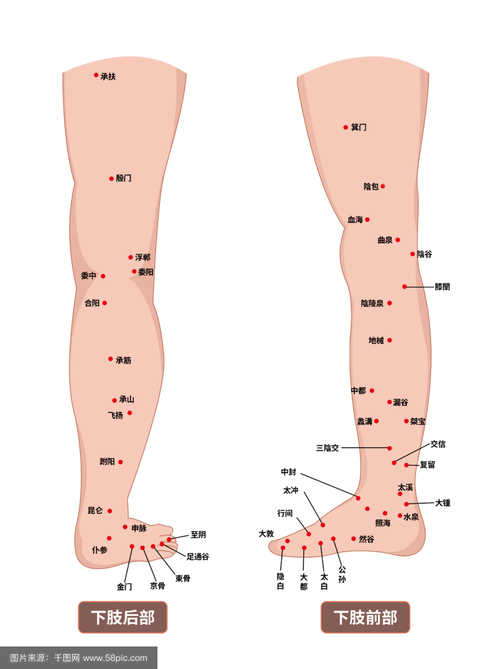 人体腿部穴位 外侧