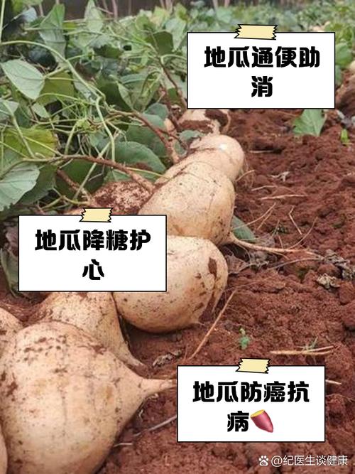 脑梗患者能吃地瓜吗