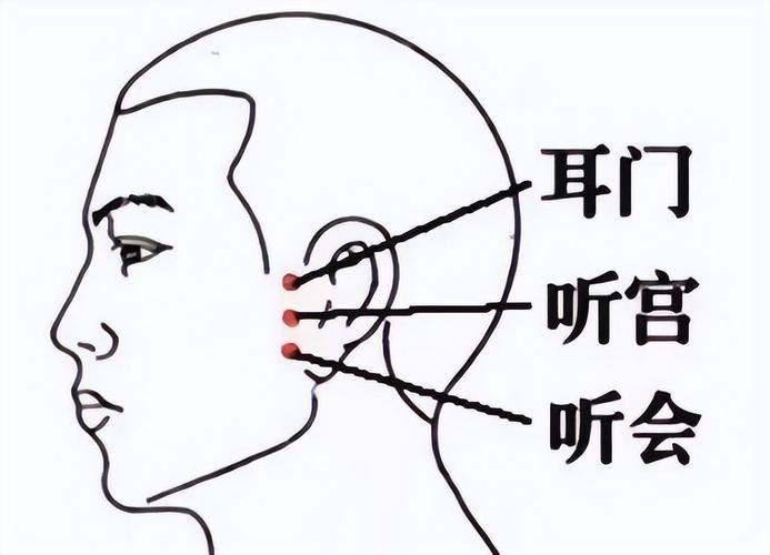 人体穴位行间 听会