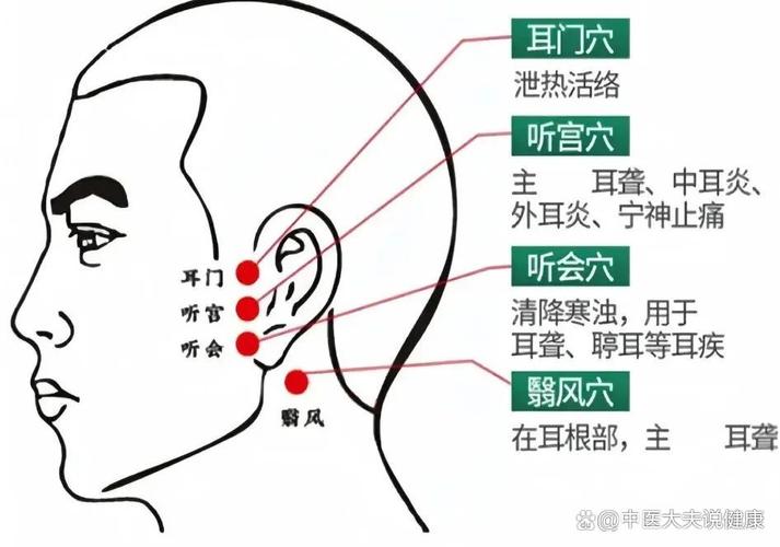 人体穴位行间 听会